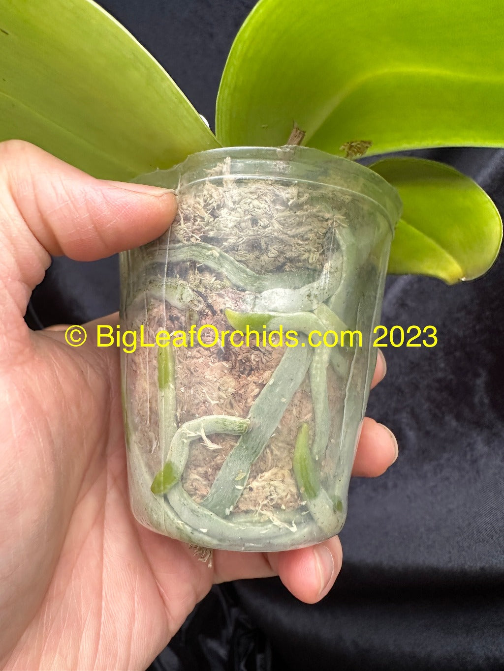 Phalaenopsis gigantea var.alba 'Ta Wei' CBR/TOGA