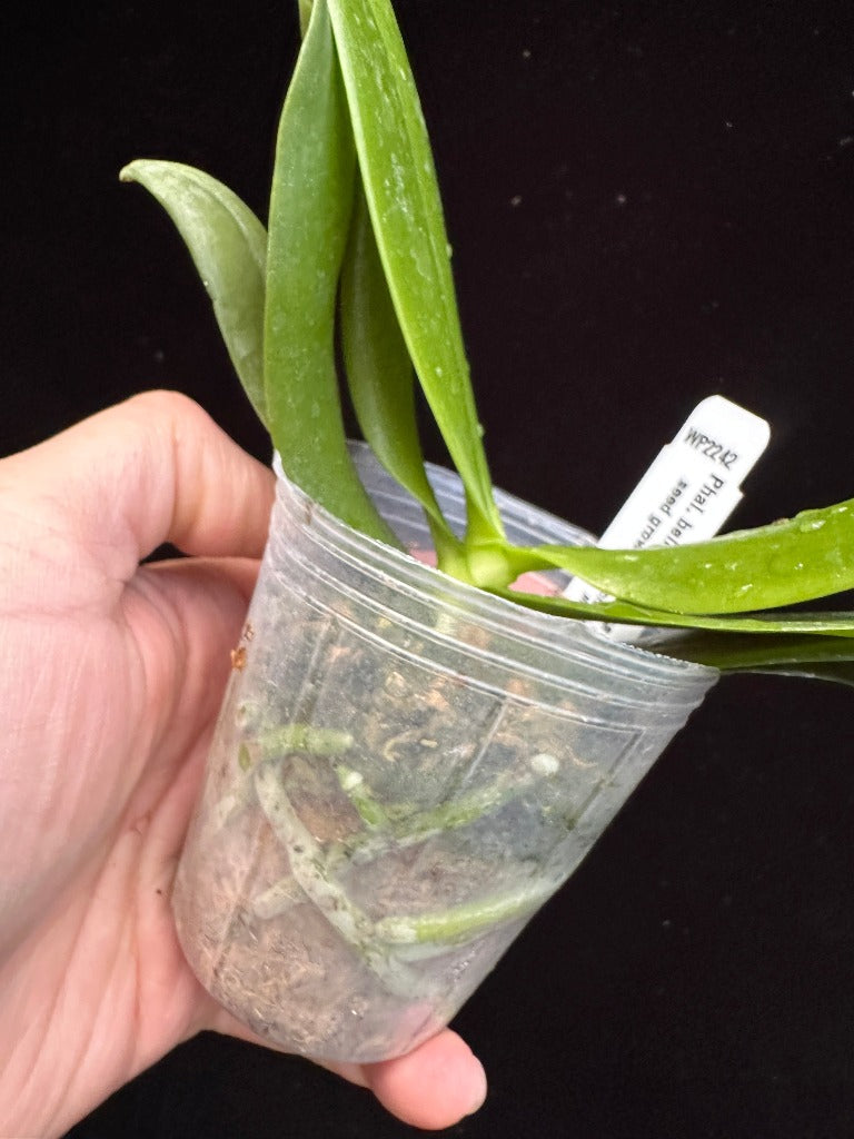 Phalaenopsis bellina var alba 'Wilson' x self