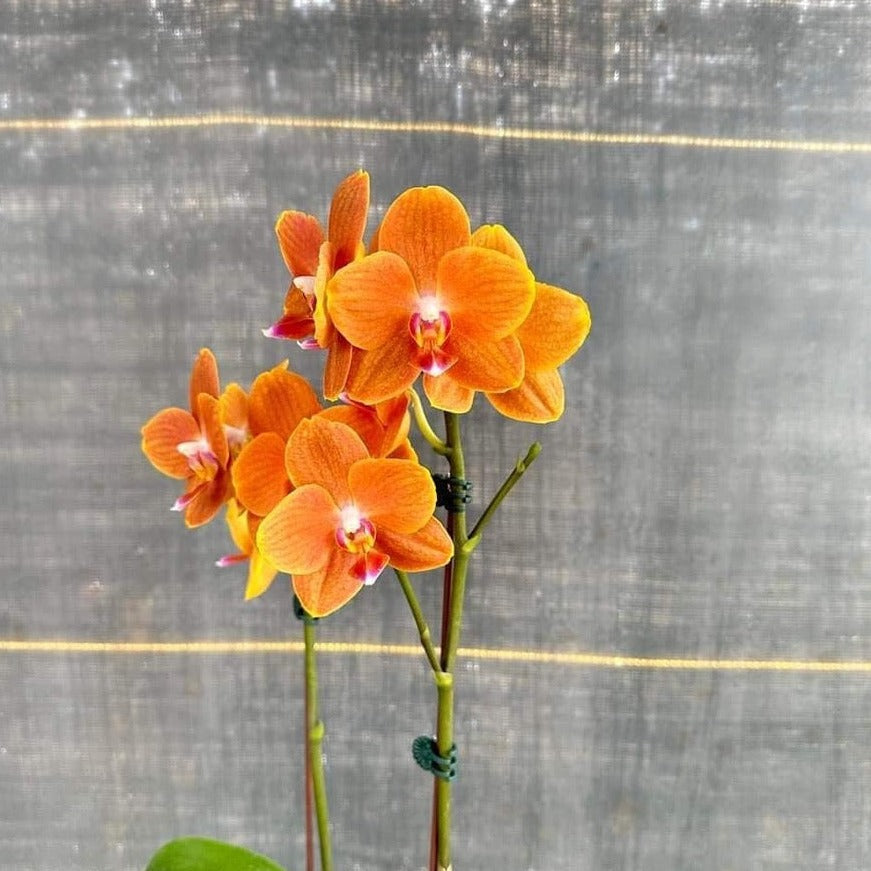 Phalaenopsis KS Pride 'Golden Diamond'