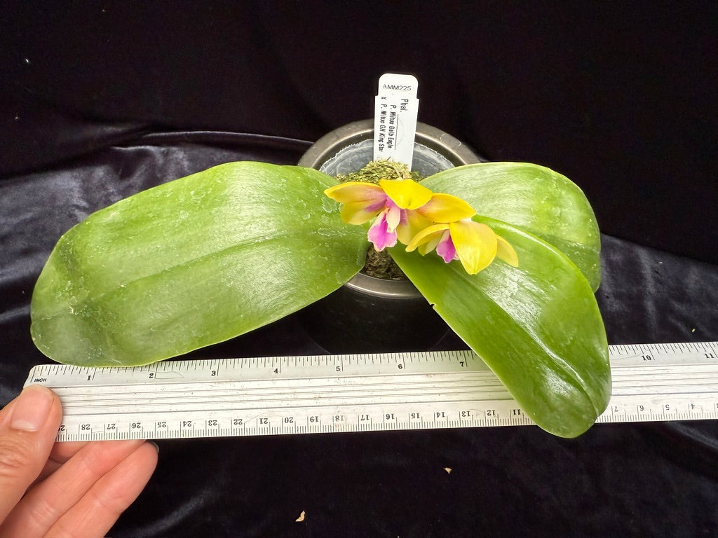 Phalaenopsis Mituo Gelb Eagle x Mituo GH King Star 250515A Flowering