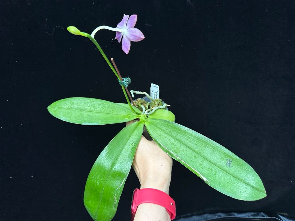 Phalaenopsis Mituo Speciosa 'Blue Starfish' HCC/AOS 230817 Flowering