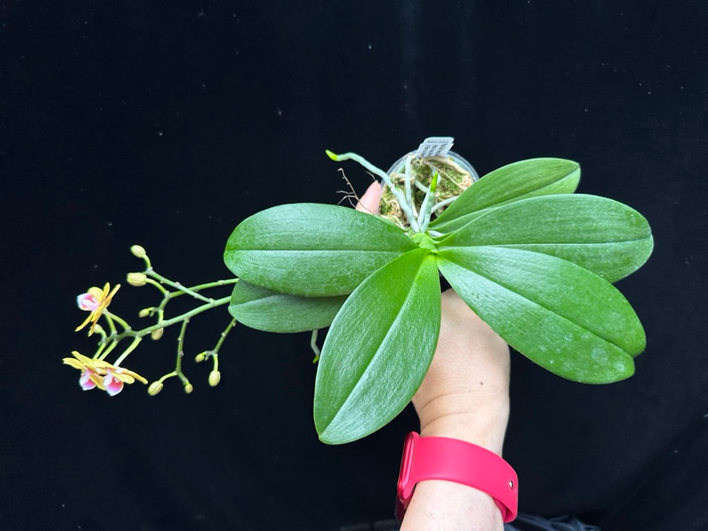 Phalaenopsis Shih Fang Savory Orange 230711