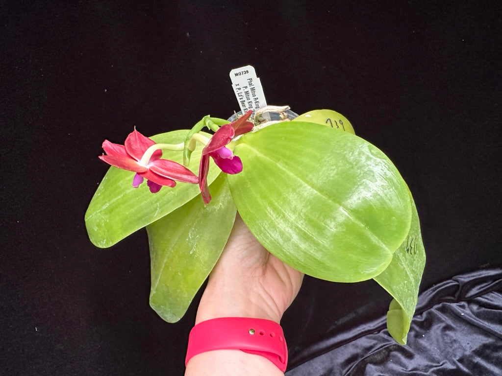 Phalaenopsis Mituo R-King 'Mituo' 230811 Flowering