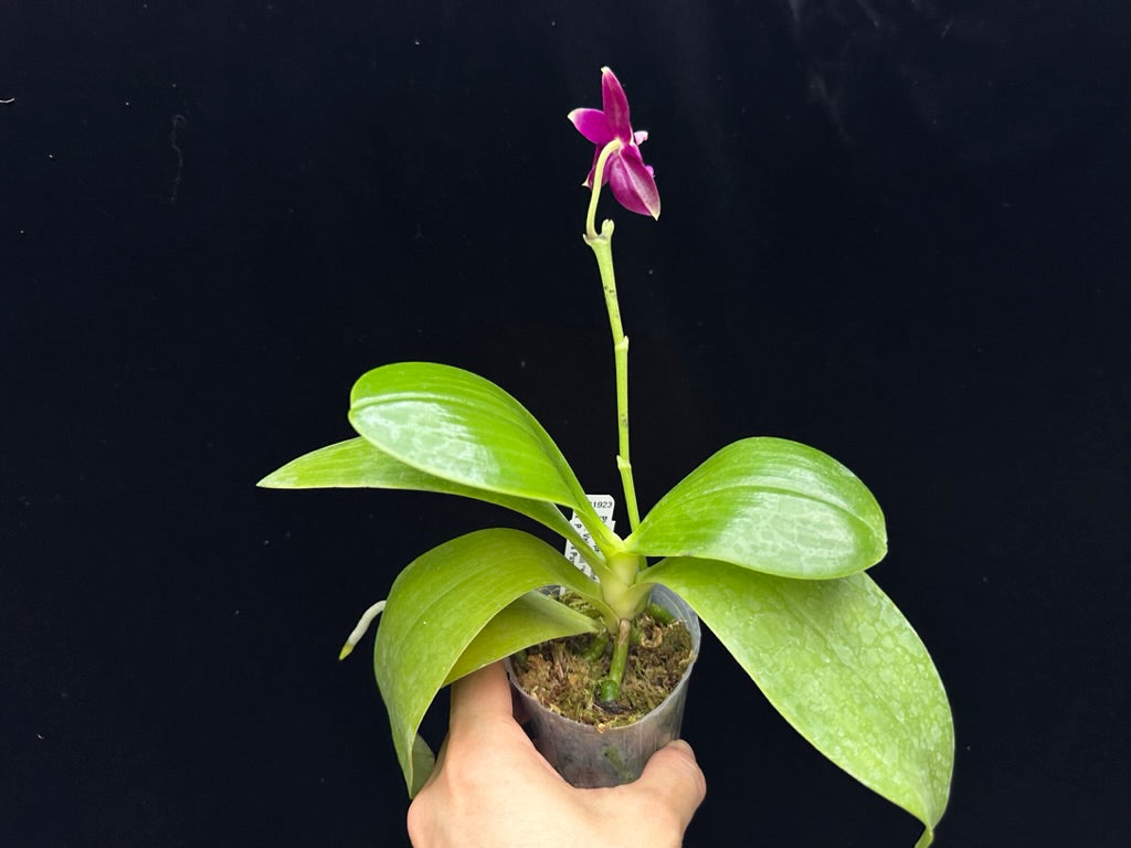 Phalaenopsis Yin's Meticulous Redpearl 230613 Flowering