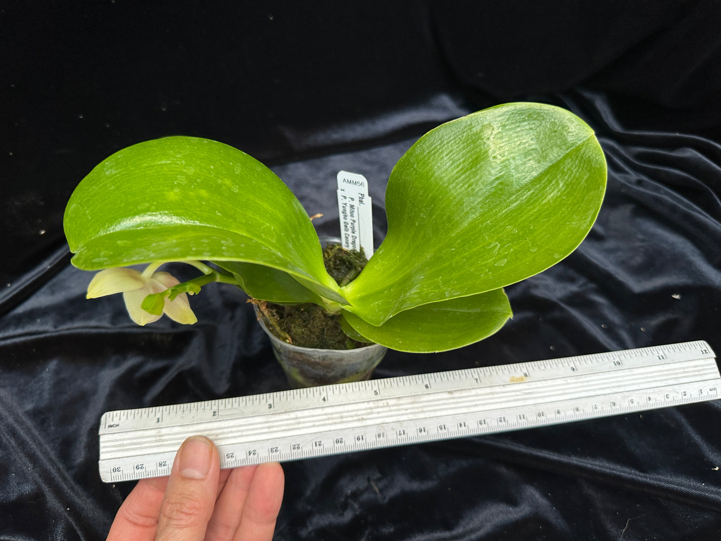 Phalaenopsis Mituo Purple Canary 230809 Flowering