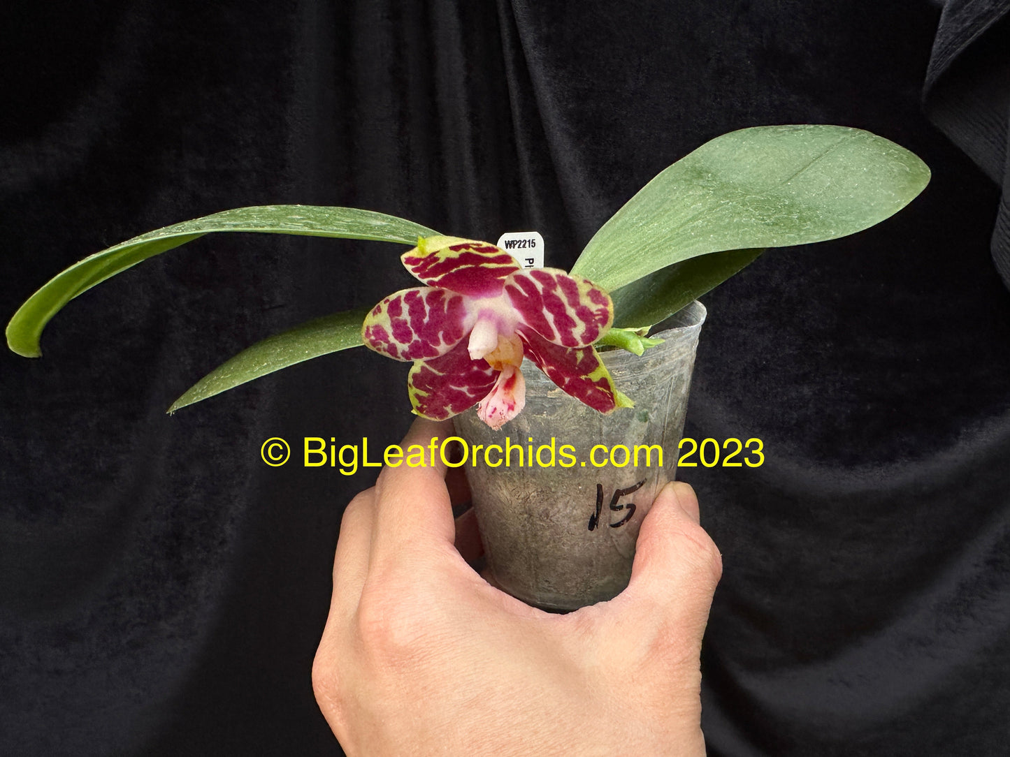 Phalaenopsis Hannover Passion 'Wilson' 230629 Spiking