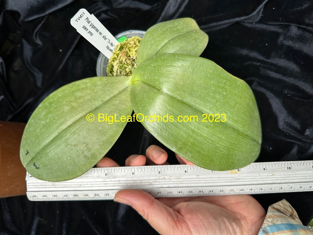Phalaenopsis gigantea var.alba 'Ta Wei' CBR/TOGA
