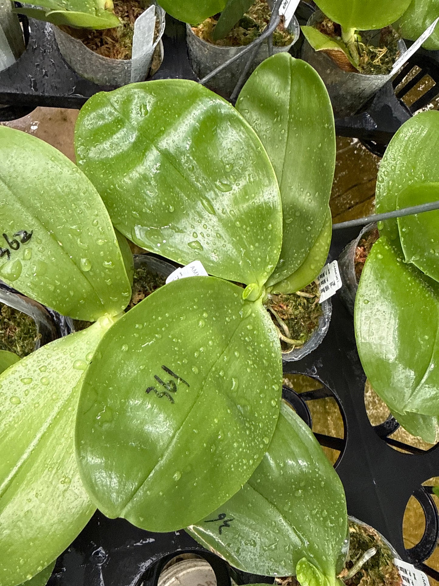 AMM362 Phalaenopsis (Mituo Reflex Dragon 'Purple Red' X Mituo GH King Star 'UV Rays') - Seed Grown