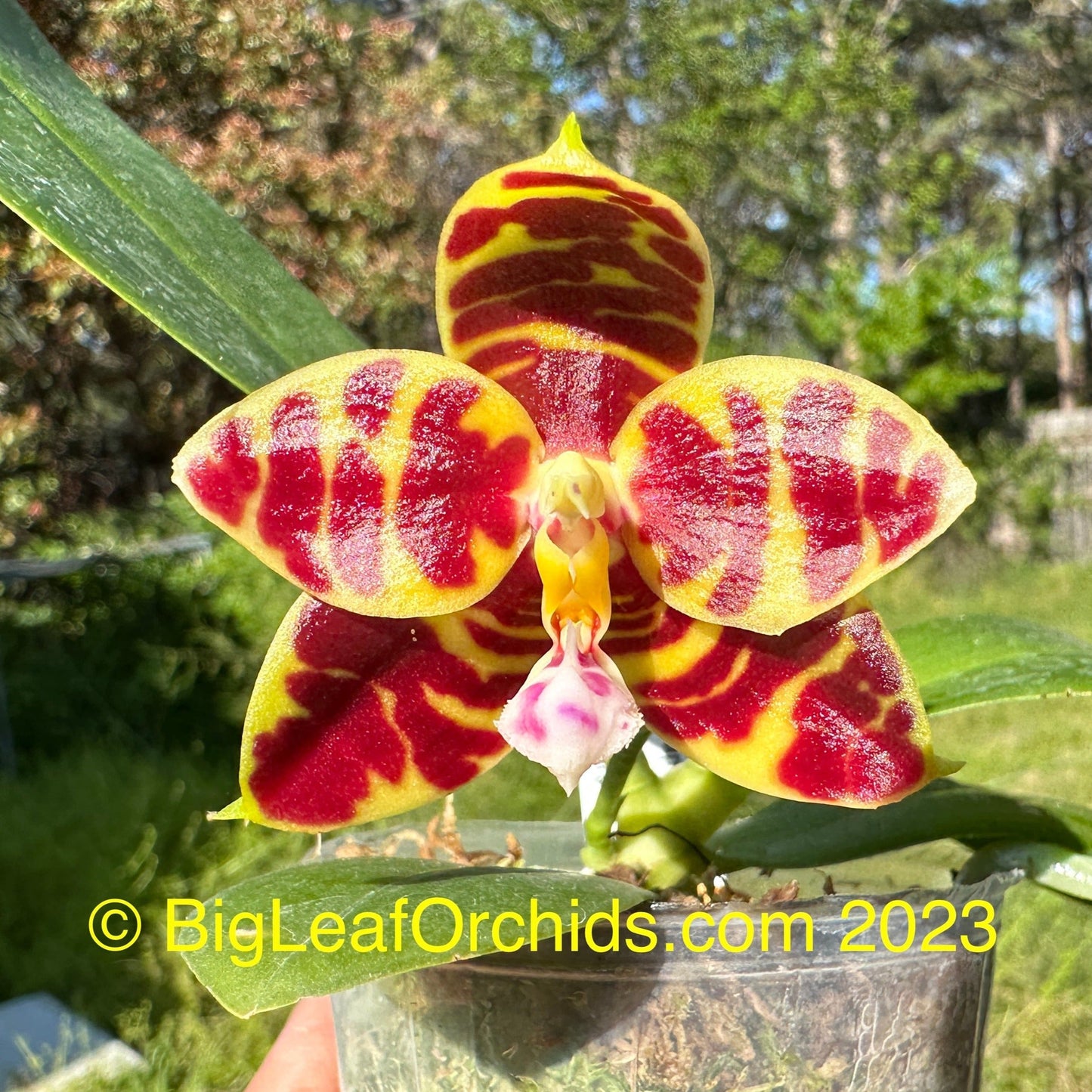 Phalaenopsis Yaphon Zebrina 'Yin' 230815 Spiking