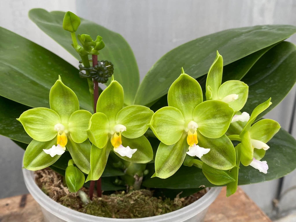 MCL42 Phalaenopsis LD Green Kingfisher ‘Lemon’