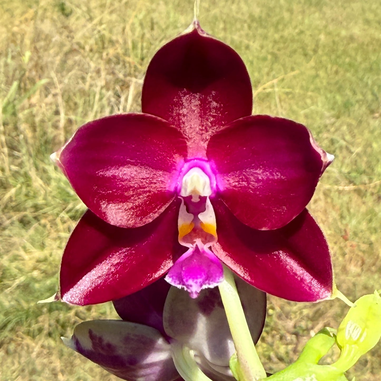 Phalaenopsis Mituo Special Princess x (Fintjie Kunriawati - LD‘s Bear King) 250810-A Flowering