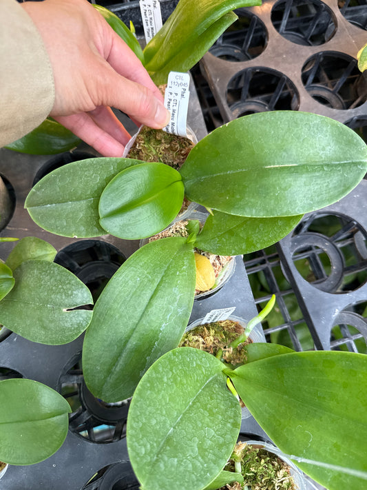 CTL112y045 - Phalaenopsis (CTL Macu Michollens x Pearl Gem 'flava') Seed Grown