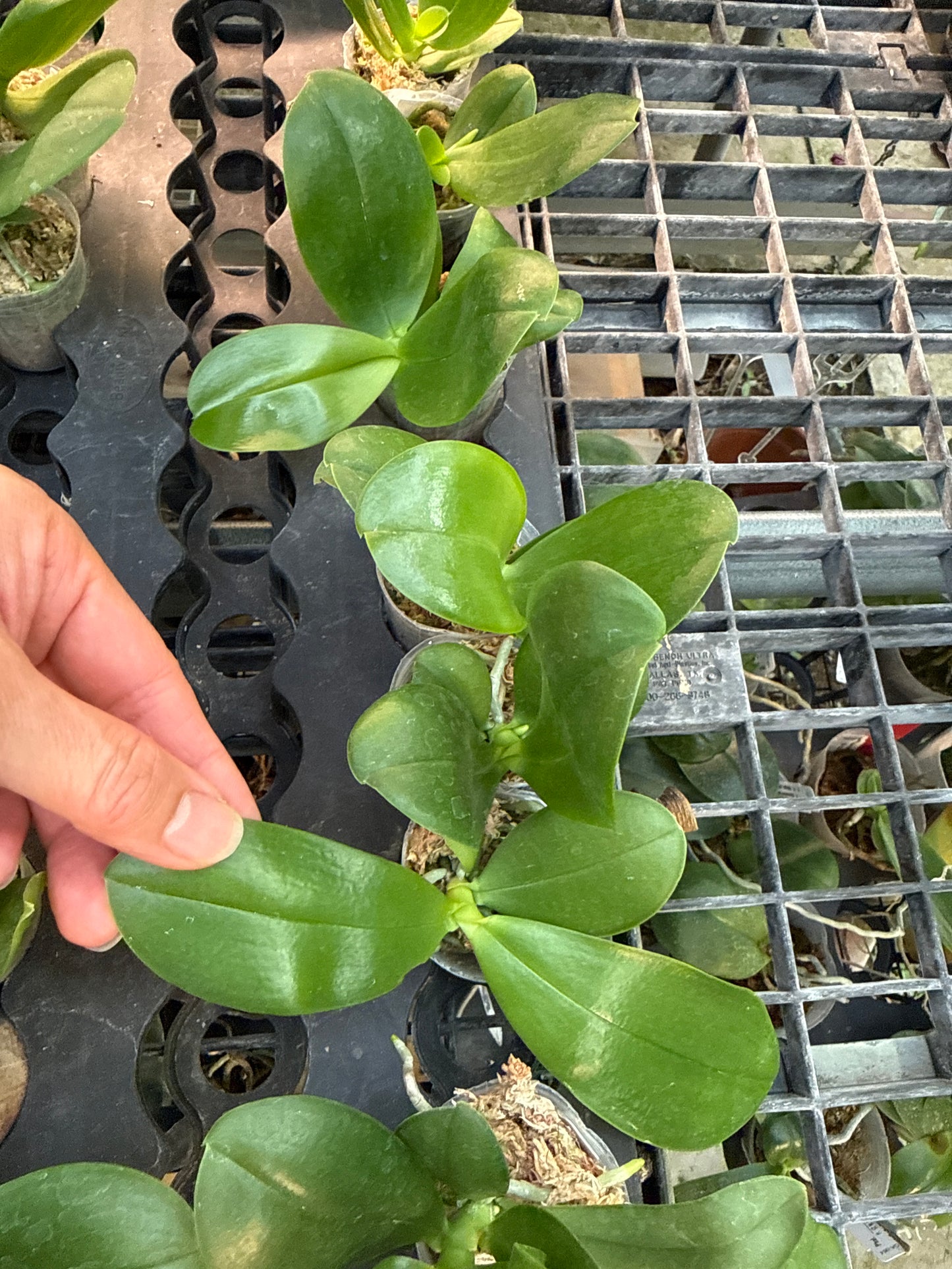 KM3791 Phalaenopsis (LL Black Blue x Yaphon Blue Bird) - Seed Grown
