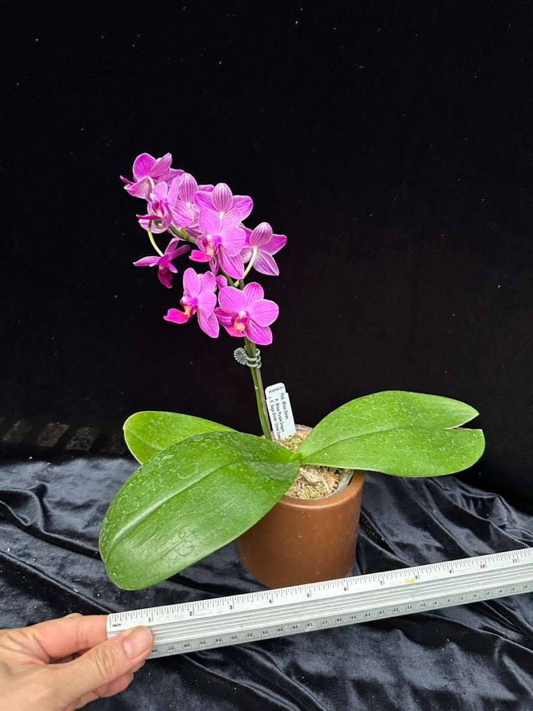 Phalaenopsis Mituo Vivien 230902