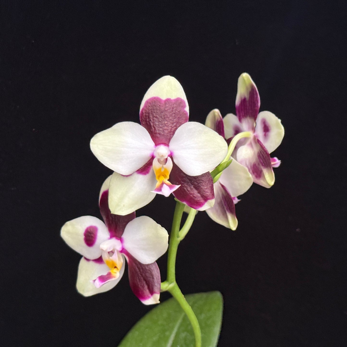 Phalaenopsis FANGtastic Green Envy (clone)
