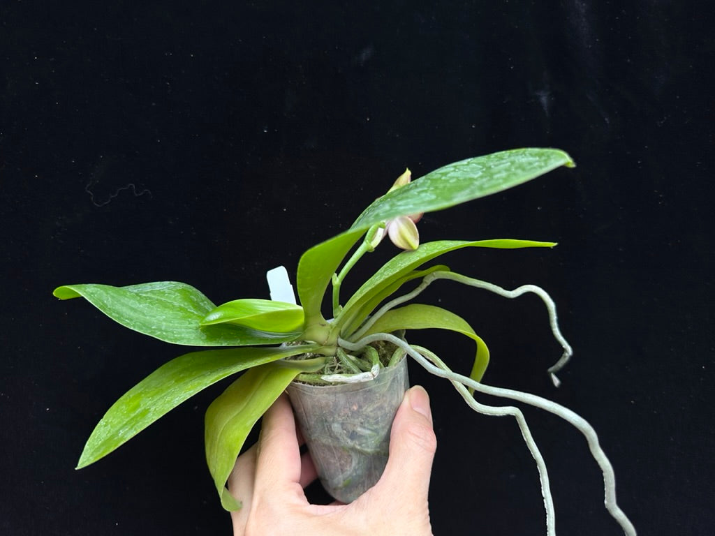 Phalaenopsis Yin's Hazel King 230915 Flowering