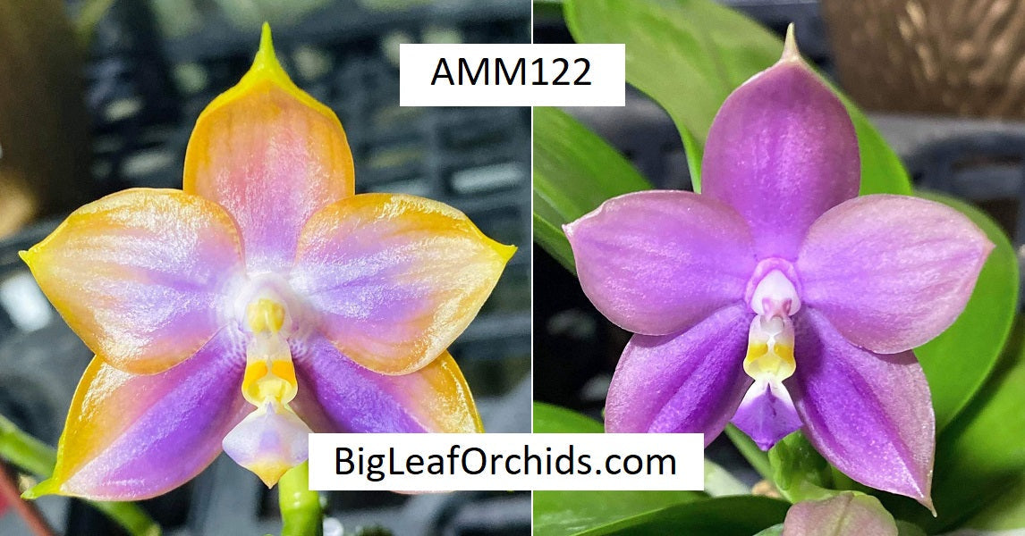 Phalaenopsis Mituo Blue Sphinx - Seedlings