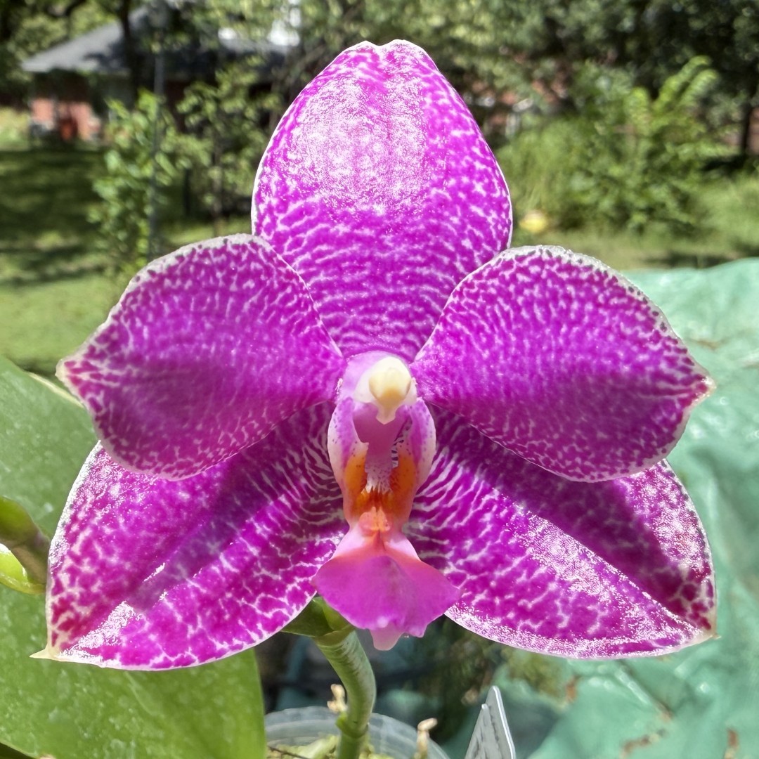 Phalaenopsis Mituo Bentley - seed grown
