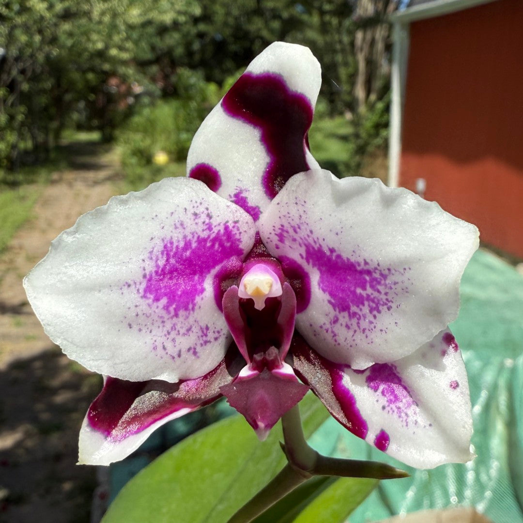Phalaenopsis Mituo Bentley - seed grown