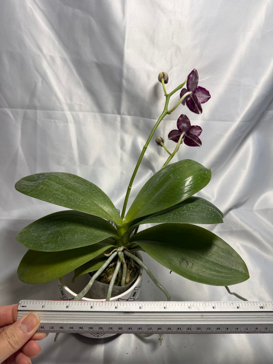Phalaenopsis Mituo Bentley 260311 Flowering 2 spikes