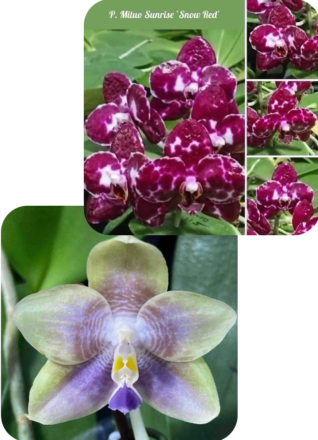 Phalaenopsis Mituo Bentley - seed grown 251118 in spike