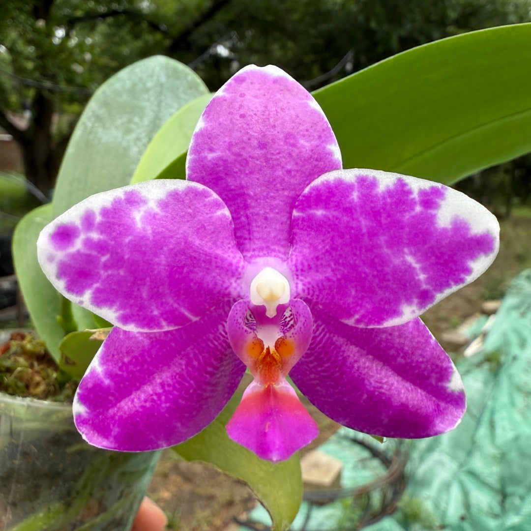 Phalaenopsis Mituo Bentley - seed grown