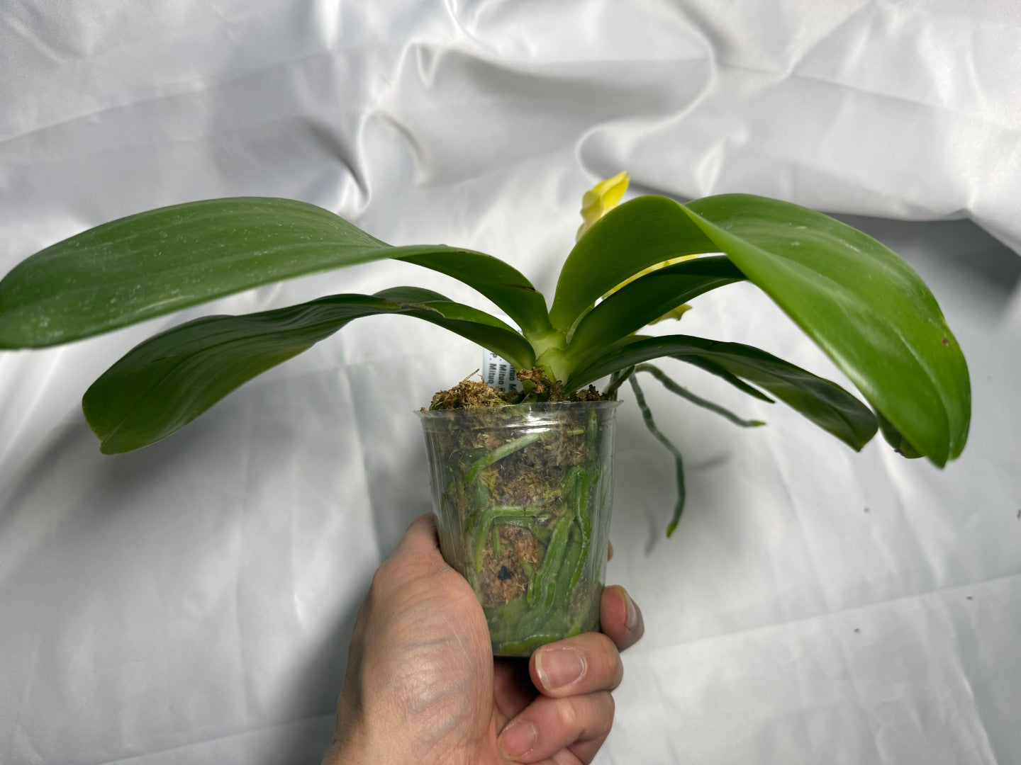 Phalaenopsis Mituo Blue Cat (Canary) 260311 Flowering