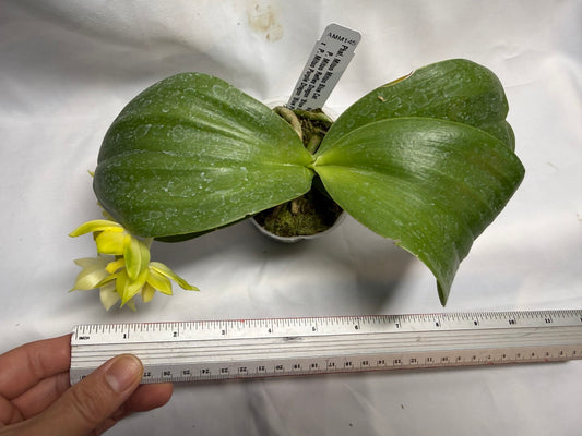 AMM145 Phalaenopsis Mituo Blue Cat (Seed Grown) 260608 Flowering