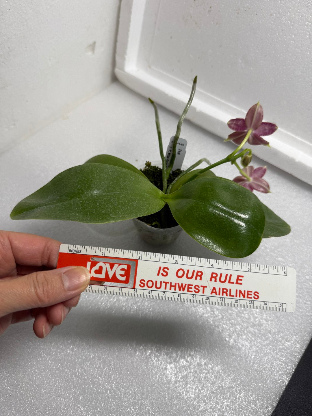 Phalaenopsis Mituo Tel Aviv - 250703 Flowering