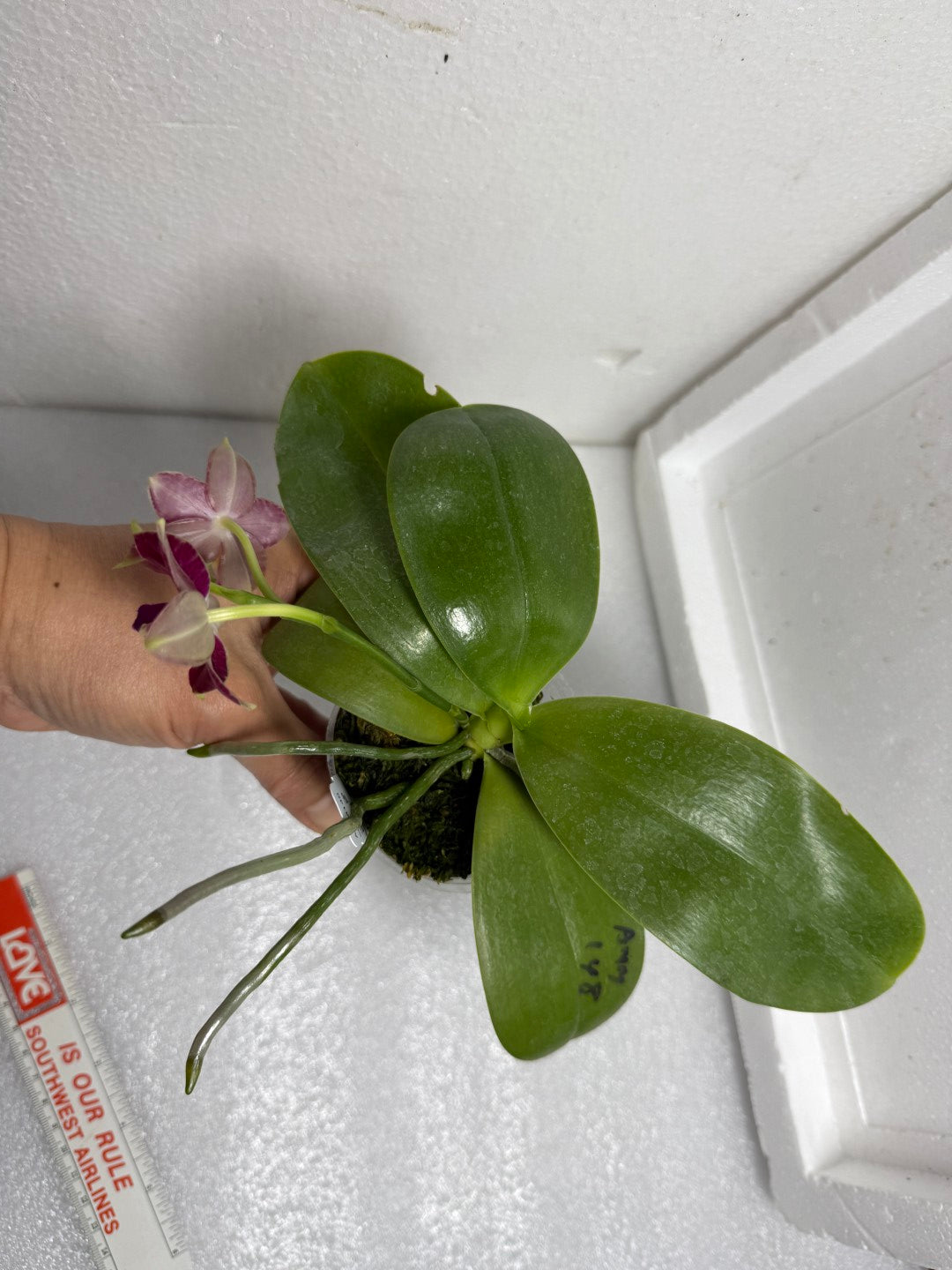 Phalaenopsis Mituo Tel Aviv - 250703 Flowering