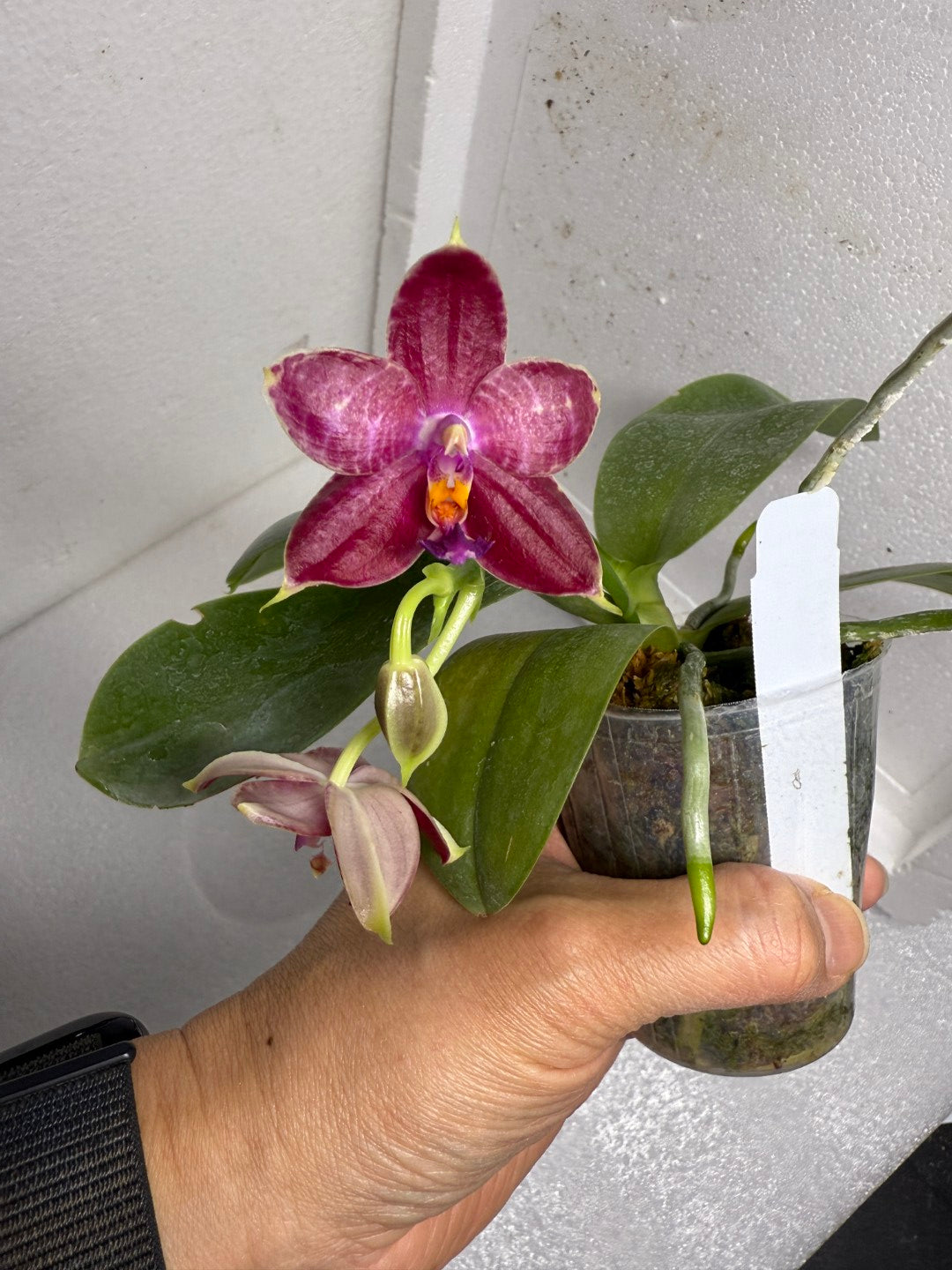 Phalaenopsis Mituo Tel Aviv - 250703 Flowering