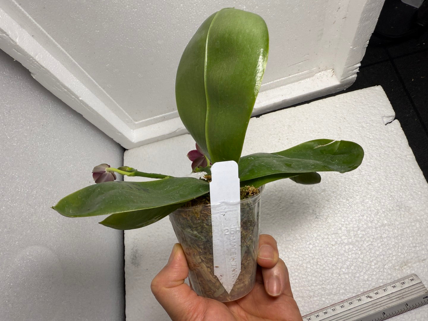 Phalaenopsis Mituo Tel Aviv - 250712 Flowering 2 spikes