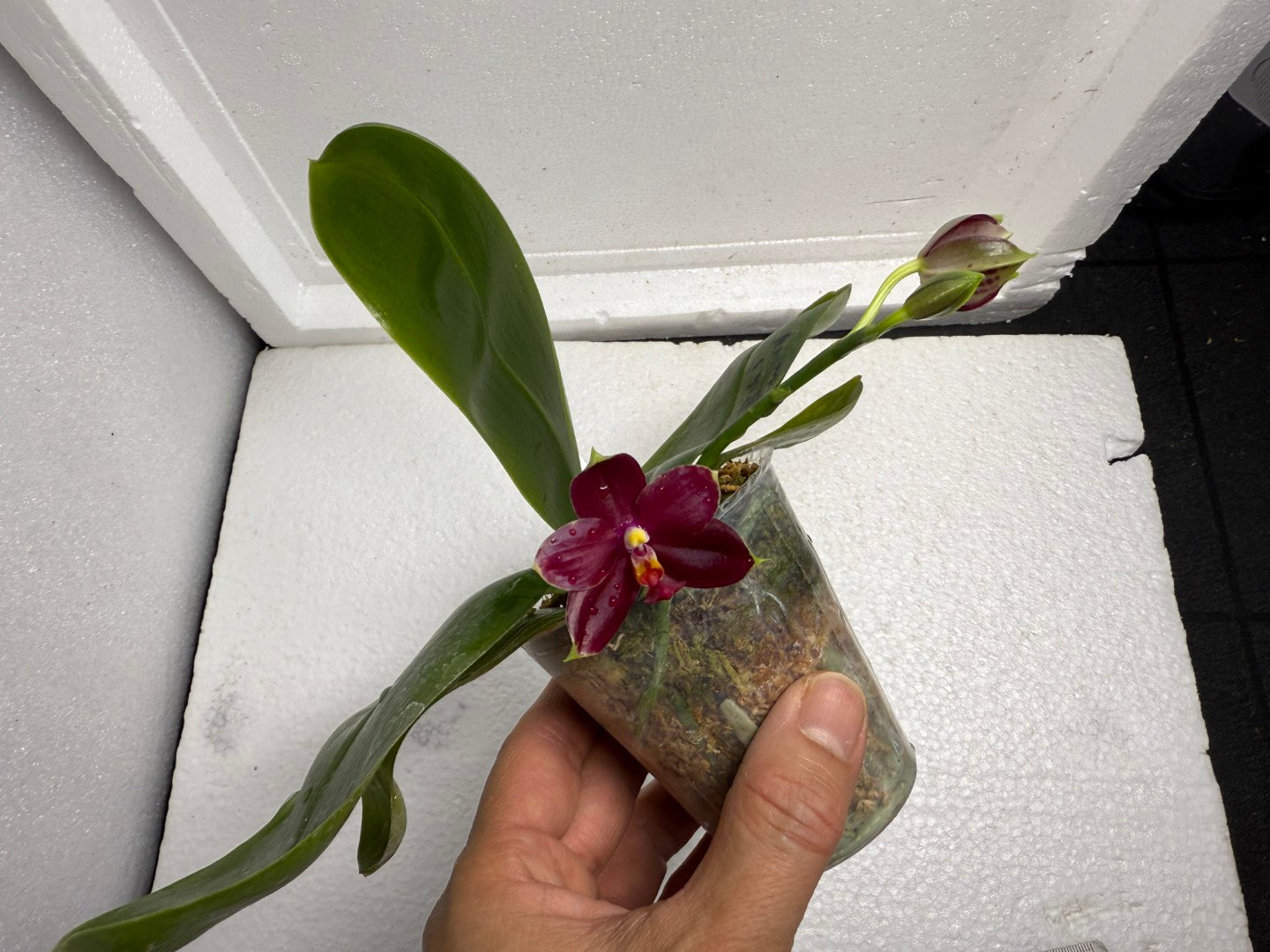 Phalaenopsis Mituo Tel Aviv - 250712 Flowering 2 spikes