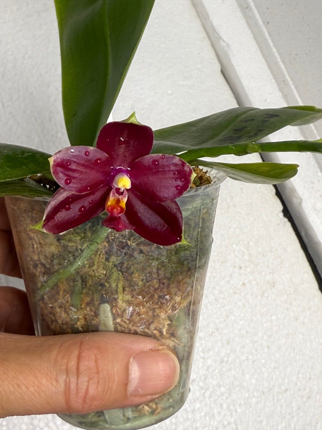 Phalaenopsis Mituo Tel Aviv - 250712 Flowering 2 spikes