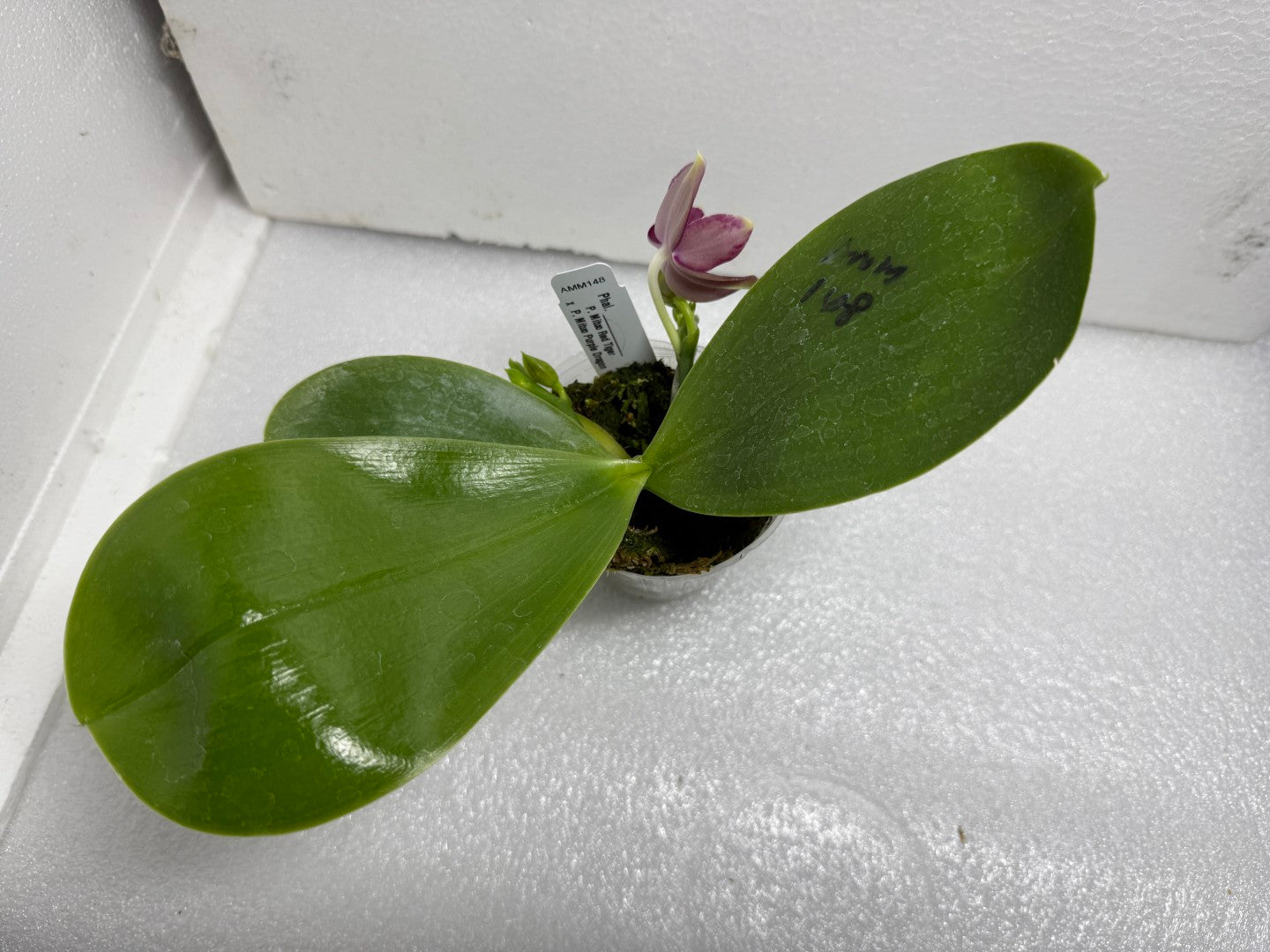 Phalaenopsis Mituo Tel Aviv - 250618 Flowering 2 spikes