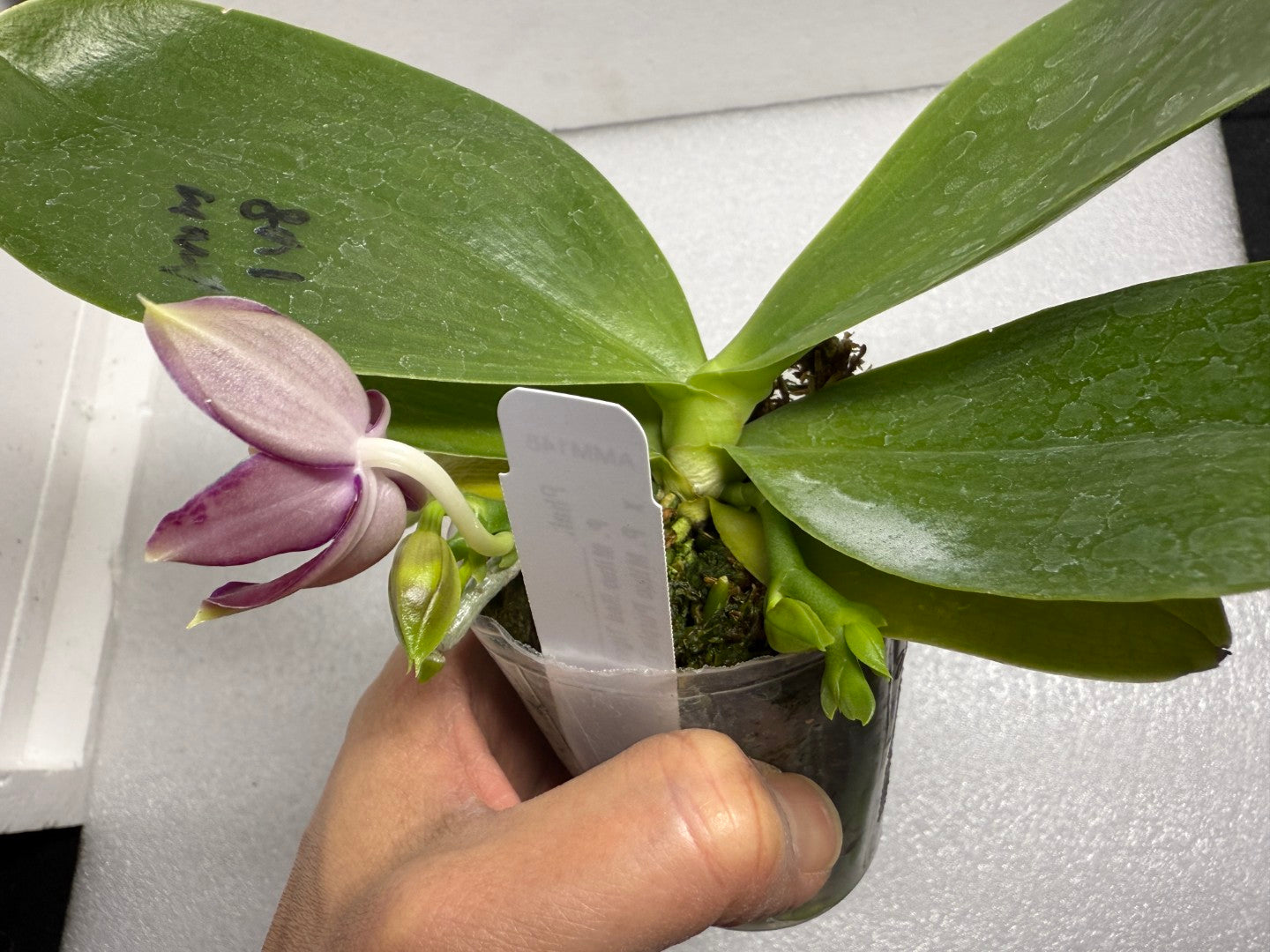 Phalaenopsis Mituo Tel Aviv - 250618 Flowering 2 spikes