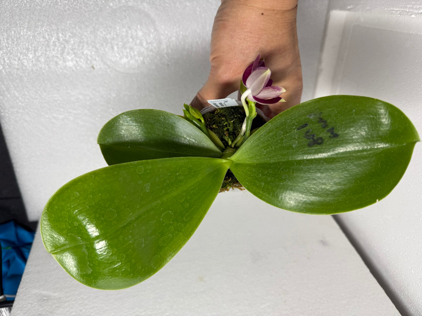 Phalaenopsis Mituo Tel Aviv - 250618 Flowering 2 spikes
