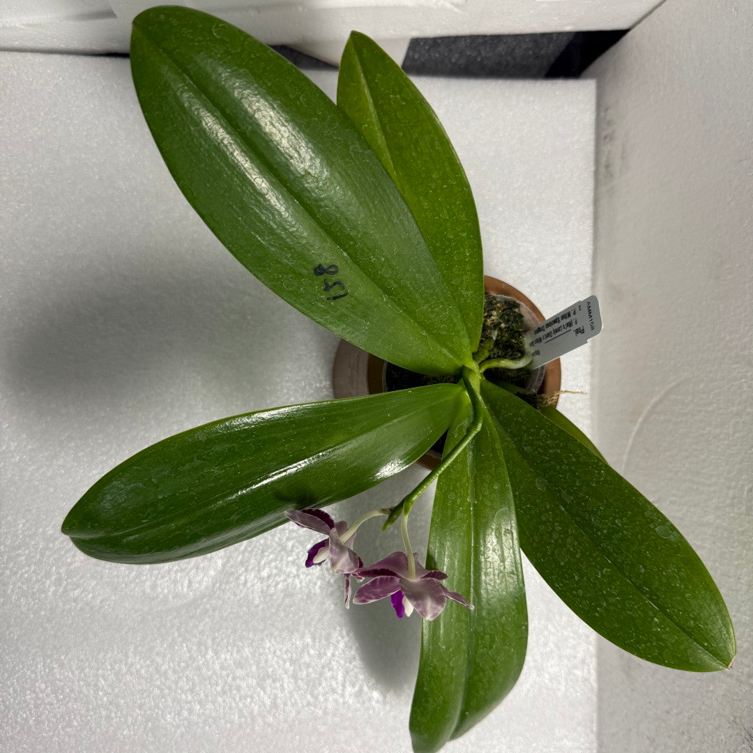 Phalaenopsis (Mel's Lovely Giant x Mituo Golden Tiger) x Mituo Speciosa Dragon 250611 Flowering