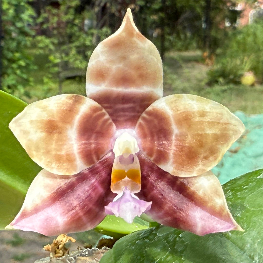 Phalaenopsis (Mel's Lovely Giant x Mituo Golden Tiger) x Mituo Speciosa Dragon - seed grown