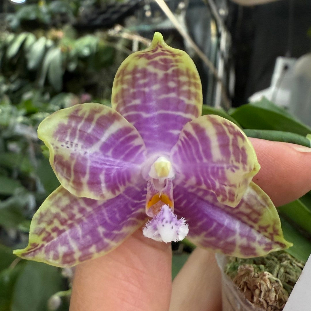 Phalaenopsis (Mel's Lovely Giant x Mituo Golden Tiger) x Mituo Speciosa Dragon - seed grown