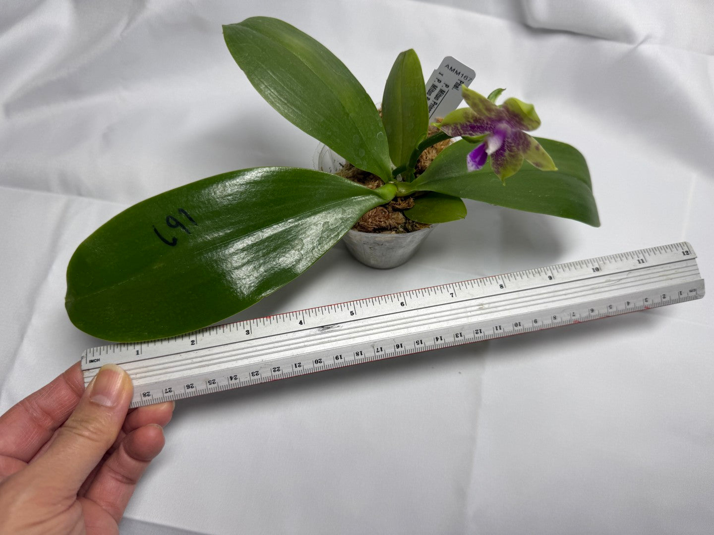 Phalaenopsis Mituo Prince x Mituo Purple Star 251025 Flowering