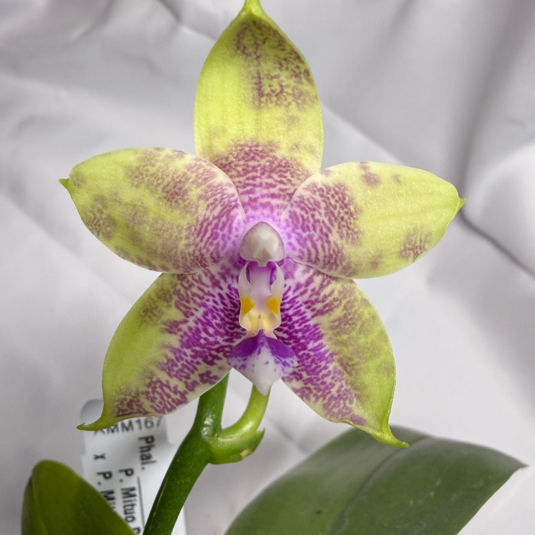Phalaenopsis Mituo Prince x Mituo Purple Star 251025 Flowering
