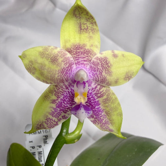 Phalaenopsis Mituo Prince x Mituo Purple Star 251025 Flowering