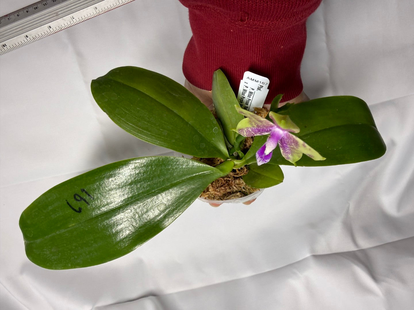 Phalaenopsis Mituo Prince x Mituo Purple Star 251025 Flowering