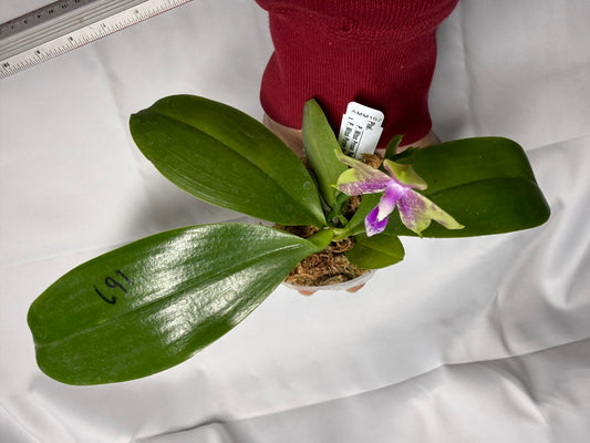 Phalaenopsis Mituo Prince x Mituo Purple Star 251025 Flowering