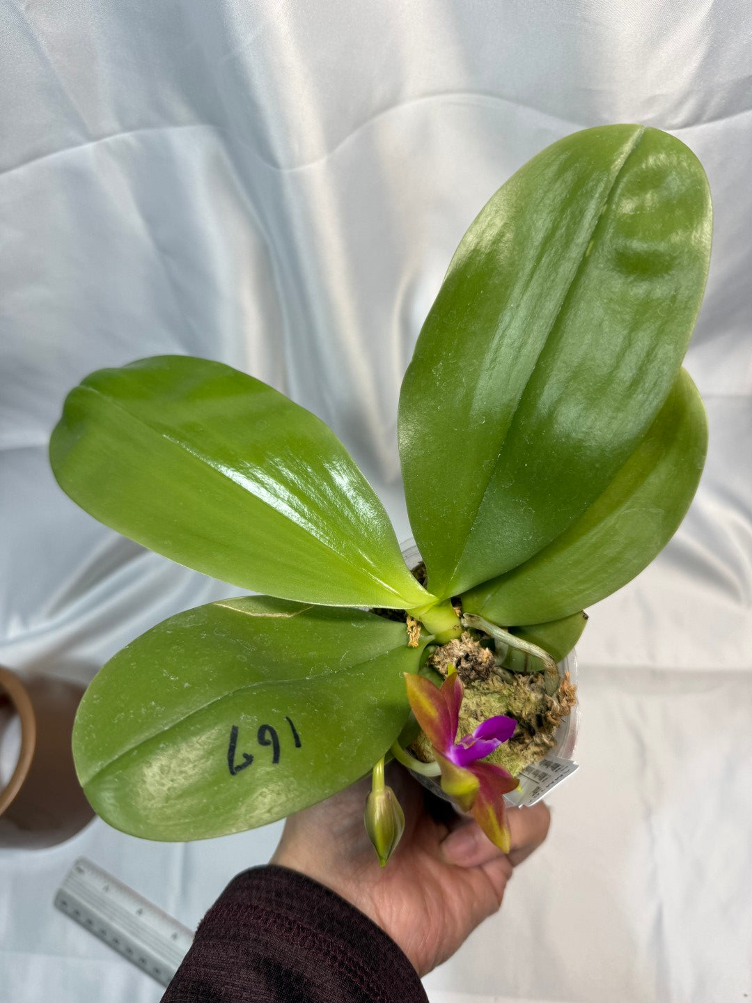 Phalaenopsis Mituo Prince x Mituo Purple Star 251207 Flowering