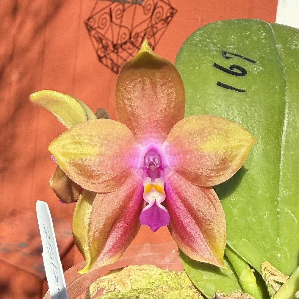 Phalaenopsis Mituo Prince x Mituo Purple Star