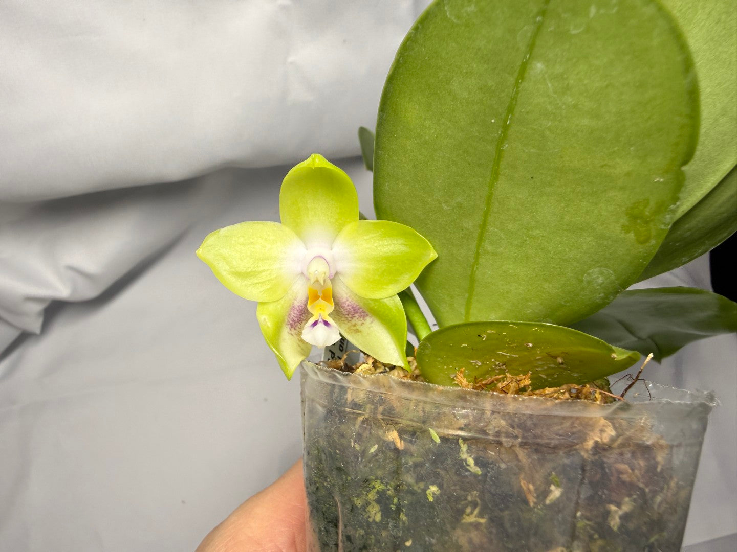 Phalaenopsis Mituo Prince x Mituo Purple Star 251227 Flowering