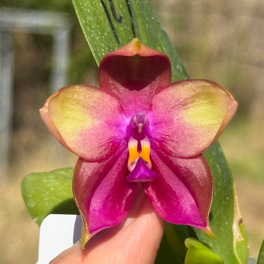 Phalaenopsis Mituo Prince x Mituo Purple Star
