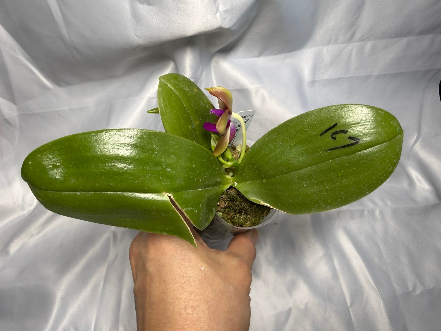 Phalaenopsis Mituo Prince x Mituo Purple Star 260308 Flowering